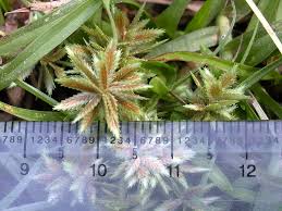 Image result for Pycreus pumilus