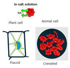 Osmosis makes plant cells swell. Osmosis Biology Notes For Igcse 2014