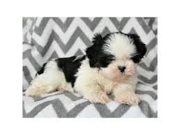 See more of shih tzu puppies on facebook. Visit Our Shih Tzu Puppies For Sale Near Oak Creek Wisconsin