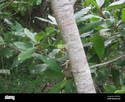 Image result for Rapanea melanophloeos