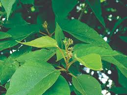 Image result for Premna