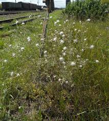 Image result for Emilia jeffreyana