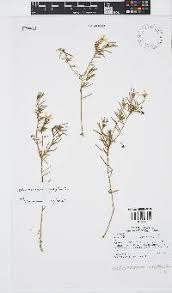 Image result for Laurembergia repens