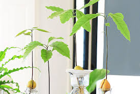 Caring for your avocado plant. Fool Proof Ways To Grow An Avocado Plant From Seed Home Made By Carmona