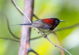 There are several bird watching bukit larut bring a light jacket or sweater along, as it gets trails along the gula river and coastal bunds bukit larut or maxwell hill is the oldest hill quite cool at fraser's hill interesting and strikingly colourful mountain contact: Birding Fraser S Hill 10 000 Birds