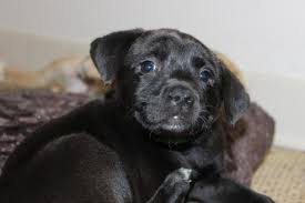 Adopt lab dogs in indiana. Adorable 8 Week Old Labrador Retriever Puppies Black Or Yellow For Sale In Fishers Indiana Classified Americanlisted Com