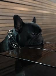 And of course, the perky ears. All Black Male French Bulldog Puppy Frenchbulldogsfunny Bulldog Bulldog Breeds French Bulldog