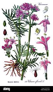 Image result for Valerianaceae