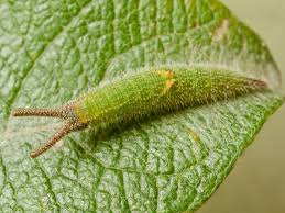 Its range actually extends worldwide and can be found in hawaii, australia, new zealand, spain and the pacific islands. Purple Emperor