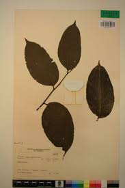 Image result for Panda oleosa