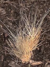 We did not find results for: Transplanted Karl Forester Grass 562026 Ask Extension