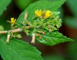 Image result for Triumfetta digitata