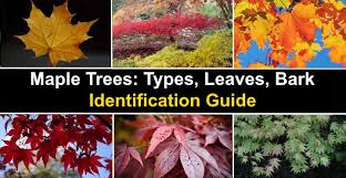 An interactive british tree identification app from the woodland trust, the uk's largest woodland conservation charity. Maple Trees Types Leaves Bark Identification Guide Pictures