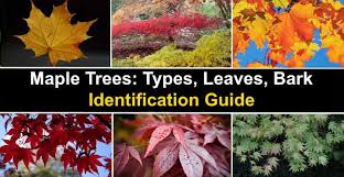 Maybe you would like to learn more about one of these? Maple Trees Types Leaves Bark Identification Guide Pictures