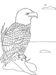 Bald eagle head coloring page. Bald Eagle Coloring Page Worksheets Teaching Resources Tpt