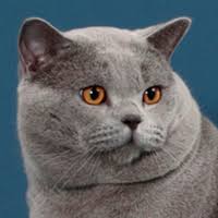 Image result for British shorthair