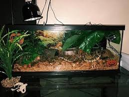 Image result for Terrarium Cling Background