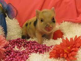 Teacup Pigs In Minnesota Teacup Piglets