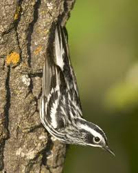 Black And White Warbler Song Black And White Warbler Birds Black And White Bird Life List