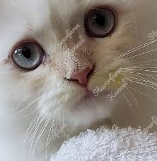 Staver Farm Himalayans