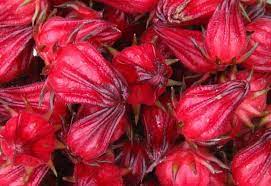 Cactus juice is a staple diet in some regions for its amazing benefits. The Benefit Of Rosella Plant Steemit