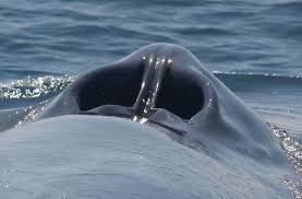 هكذا يبدو شكل الفتحة على ظهر الحوت الأزرق whale blue whale rare photos