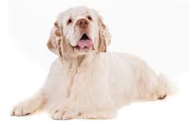 Maybe you would like to learn more about one of these? Clumber Spaniel Dog Breed Information