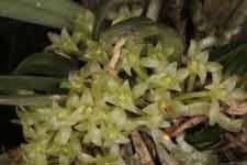 Image result for Rhipidoglossum pusillum