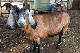 A man in china whose wife killed herself and their two children after he allegedly faked his own death for an insurance payout has given himself up to police. Demand For Australia S High Quality Live Dairy Goats On Rise Across World Abc News