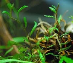 Image result for Didymoglossum erosum