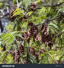 For longer lasting colour, plants like herbs and we acknowledge aboriginal and torres strait islander peoples as the first australians and traditional custodians of the lands where we live, learn and work. Dried Long Brown Seed Pods Of Acacia Mearnsii Royalty Free Stock Photo 351737345 Avopix Com