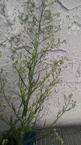 The following photos will allow you to identify white flowering plants. Help Identify Tall Weed With Skinny Leaves 205788 Ask Extension