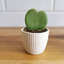 El precio de la hoya kerrii varía bastante de un lugar a otro, pero suele rondar. Love Heart Plant Hoya Kerrii By Stupid Egg Interiors Notonthehighstreet Com