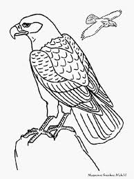 Burung yang sering dijadikan gambar sketsa adalah burung garuda, burung elang, burung merpati, burung hantu dan lainnya. Gambar Burung Hantu Hitam Putih Radea