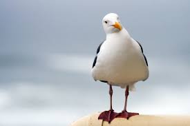 Image result for seagull