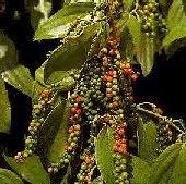 Check spelling or type a new query. Peppercorns Peppercorn Seeds Black Pepper Black Pepper Seeds Piper Nigrum Reimer Seeds Vegetable Seeds Flowers Seeds Herb Seeds Garden Seeds Greenhouse Seeds