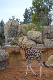 descubre la zoo inmersion discover the zooimmersion experienciasbioparc zoo architecture swimming pools zoo park