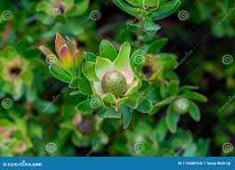 Image result for Tripogon