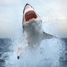 Hayata Genc Bakis Megalodon Kopek Baligi Hakkinda Bilinmeyenler Megalodon Kopek Baligi Vahsi Hayvanlar