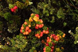 Image result for Maerua parvifolia