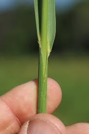 Image result for Echinochloa pyramidalis