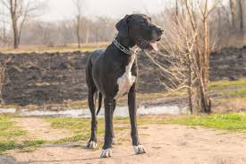 All puppies come vaccinated, micro chipped,de wormed,with registration papers. American Vs European Great Dane A Comparative Analysis