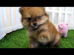 Get a boxer, husky, german shepherd, pug, and more on kijiji, canada's #1 pomeranian in dogs & puppies for rehoming in edmonton. Teacup Pomeranian Puppies Mr Handsome Wmv Youtube