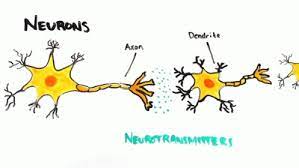 A Look Inside Your Mind Gif Neurons Neurotransmitters Brain Discover Share Gifs Neurons Neurotransmitters Brain Neurotransmitters