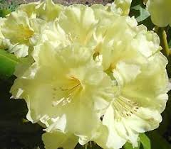 Rhododendron Sunny Day Rhododendron Plant Rhododendron Plants