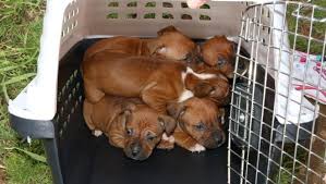 Email us at snootygiggles@gmail.com for more information on volunteering, donating, and adopting!!! 21 Dogs Recovered In Bust Of Nashville Dog Fighting Ring