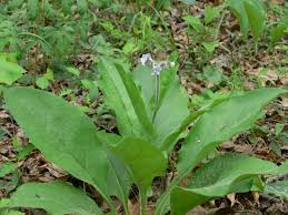 Image result for Boraginaceae