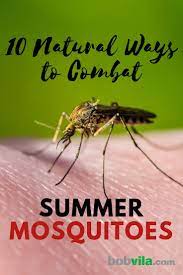 10 Natural Ways To Combat Summer Mosquitoes Mosquito Insect Repellent Plants How To Get Rid Of Gnats