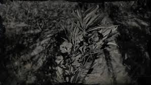As you camp in the wilderness, or even sit by the fire at dutch's gang's camp, you'll be able to craft a. Oleander Sage Red Dead Wiki Fandom