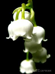 Lily of the Valley